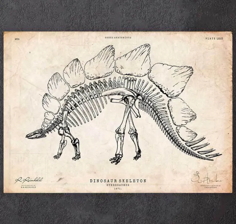 Squelette de dinosaure - Stegosaurus