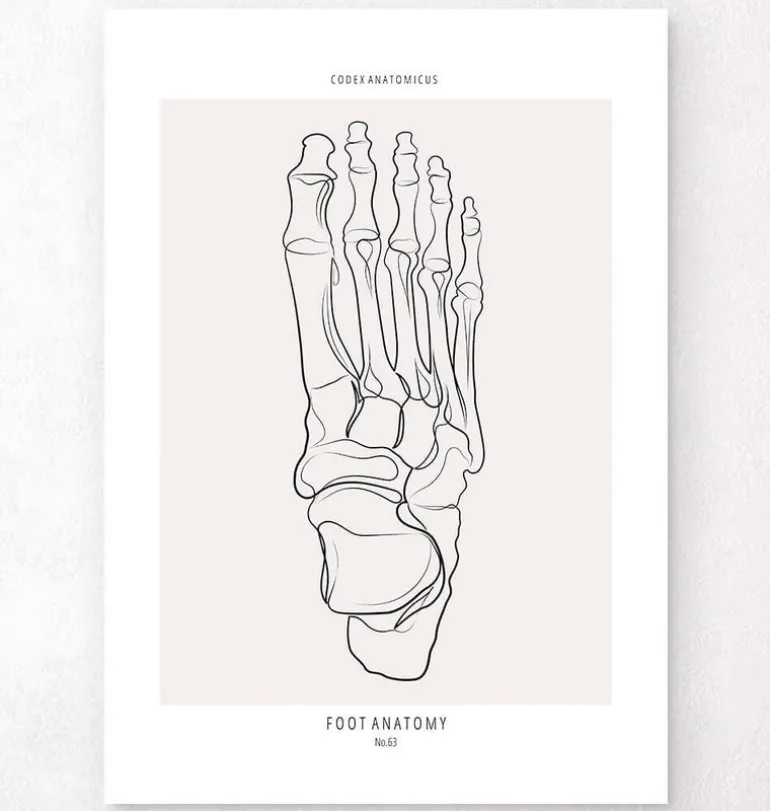 Squelette du pied - Line Art