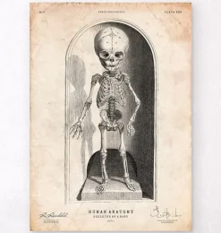 Squelette d'un bébé