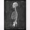 Squelette en coupe - Chalkboard