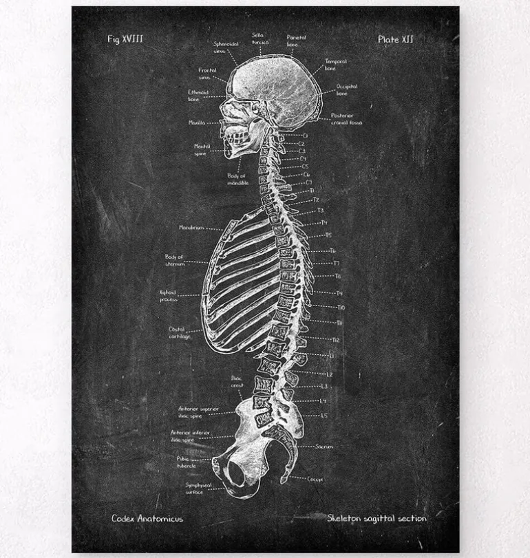 Squelette en coupe - Chalkboard