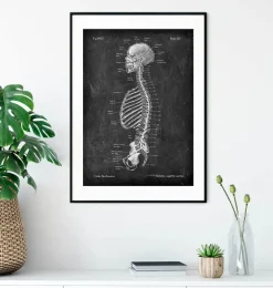 Squelette en coupe - Chalkboard