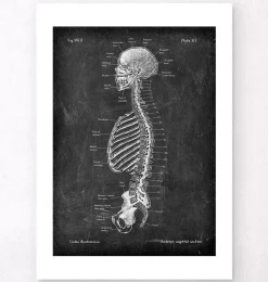 Squelette en coupe - Chalkboard