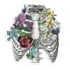 Sticker d'anatomie cage thoracique III - Floral
