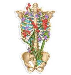 Sticker d'anatomie cage thoracique III - Floral
