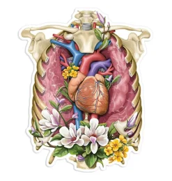 Sticker d'anatomie cage thoracique - Floral
