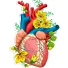 Sticker d'anatomie cardiaque II - Floral