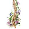 Sticker d'anatomie de la colonne vertébrale - Floral