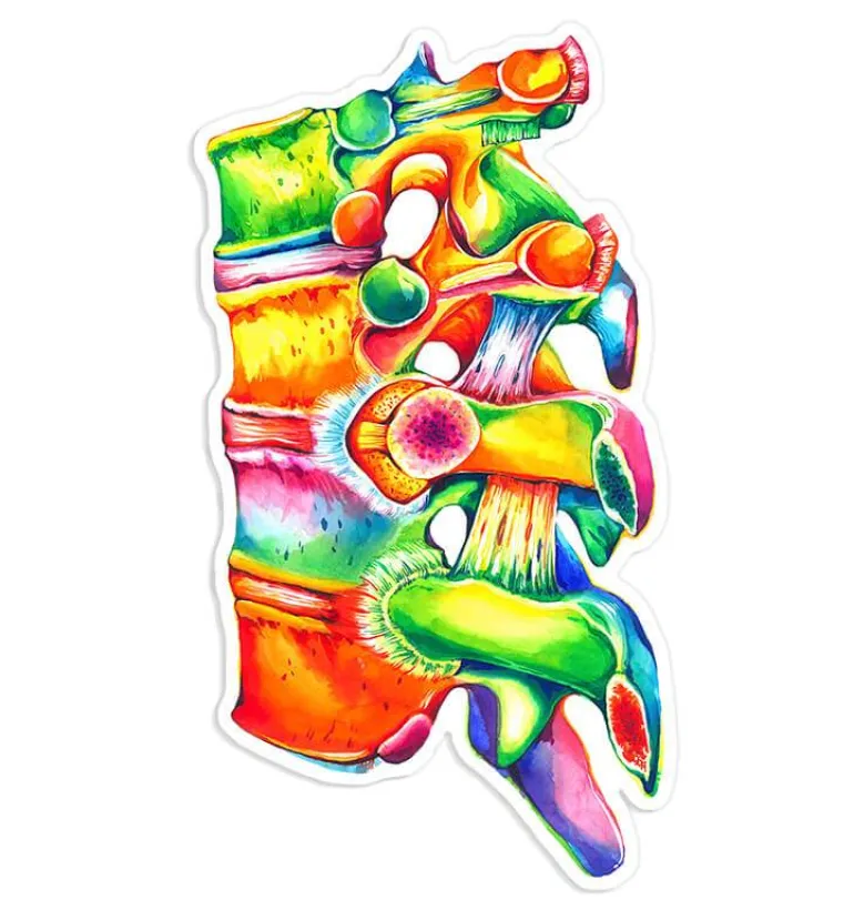 Sticker d'anatomie de la colonne vertébrale II - Aquarelle