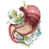 Sticker d'anatomie de l'estomac - Floral