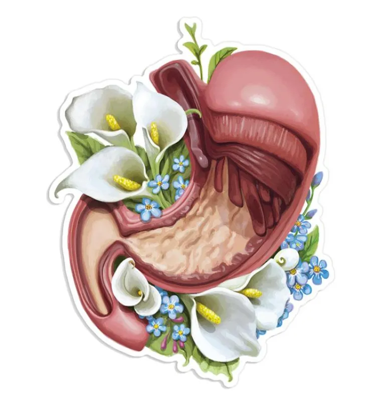 Sticker d'anatomie de l'estomac - Floral