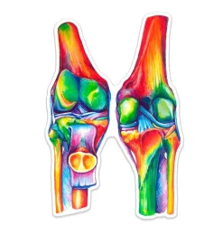 Sticker d'anatomie des genoux - Aquarelle