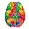 Sticker d'anatomie du cerveau II - Aquarelle