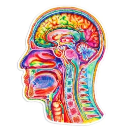 Sticker d'anatomie du cerveau III - Aquarelle