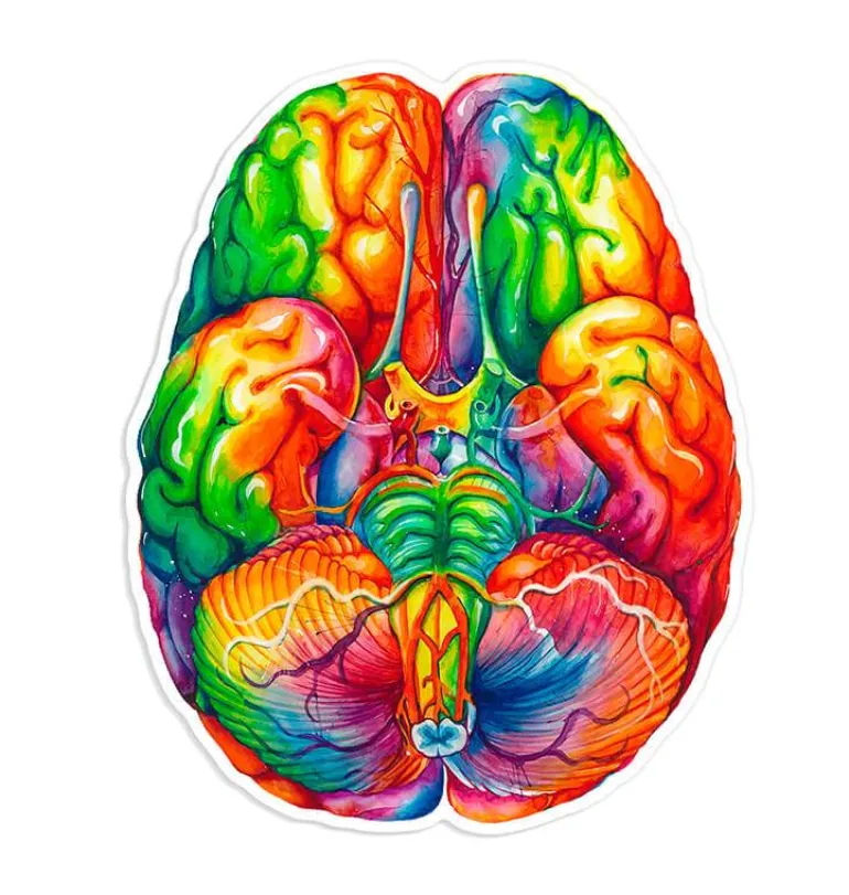 Sticker d'anatomie du cerveau II - Aquarelle