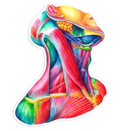 Sticker d'anatomie du cou - Aquarelle