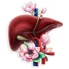 Sticker d'anatomie du foie - Floral
