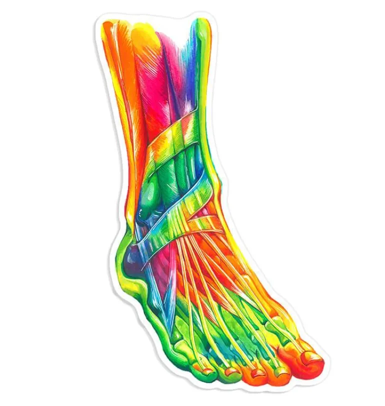 Sticker d'anatomie du pied II - Aquarelle