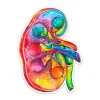 Sticker d'anatomie du rein - Aquarelle