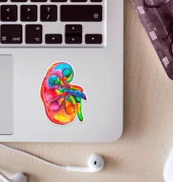 Sticker d'anatomie du rein - Aquarelle