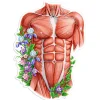 Sticker d'anatomie du torse masculin - Floral