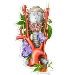 Sticker larynx, aorte, d'anatomie thyroïdienne - Floral
