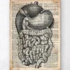 Système digestif - Ancien dictionnaire