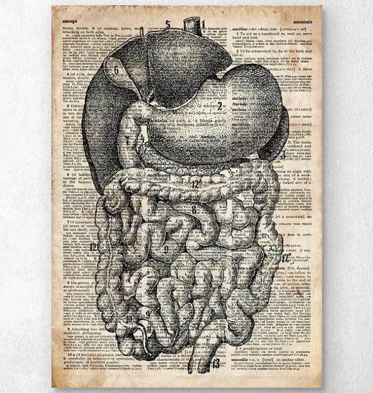Système digestif - Ancien dictionnaire