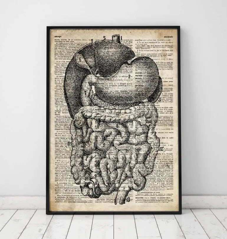 Système digestif - Ancien dictionnaire