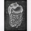 Système digestif - Chalkboard