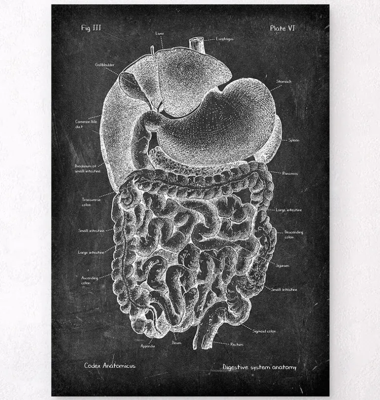 Système digestif - Chalkboard