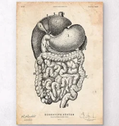 Système digestif II