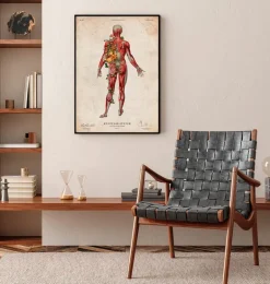 Système musculaire, vue arrière - Floral - Vintage