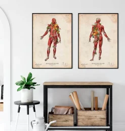 Système musculaire, vue arrière - Floral - Vintage