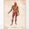 Système musculaire, vue de face - Floral - Vintage