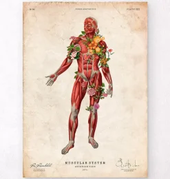 Système musculaire, vue de face - Floral - Vintage