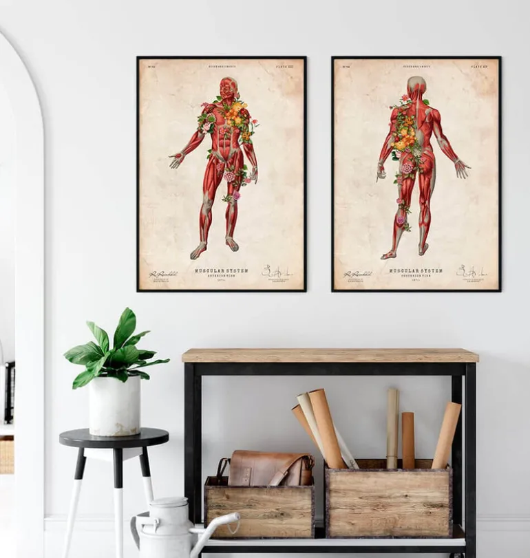 Système musculaire, vue de face - Floral - Vintage