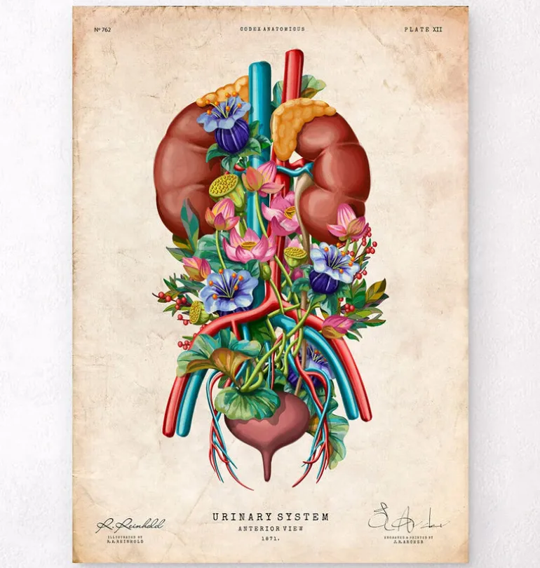 Système urinaire - Floral - Vintage