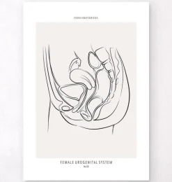 Système urinaire féminin - Line Art