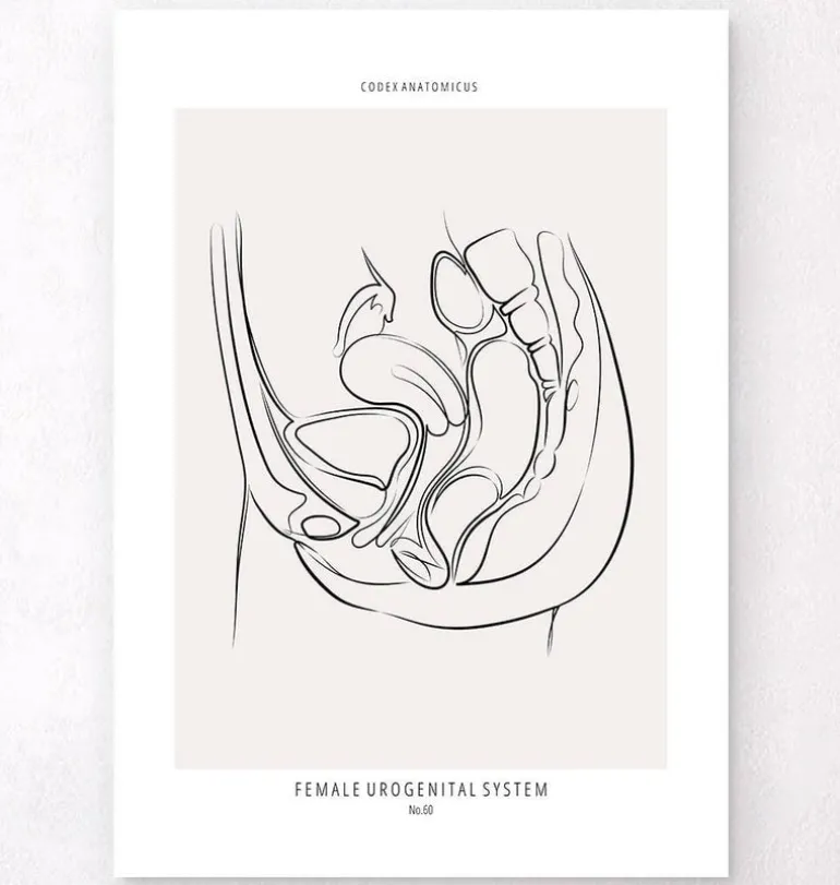 Système urinaire féminin - Line Art
