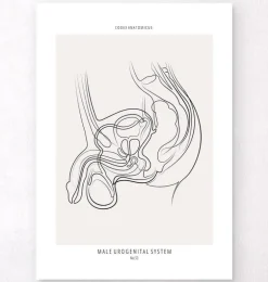 Système urinaire masculin - Line Art
