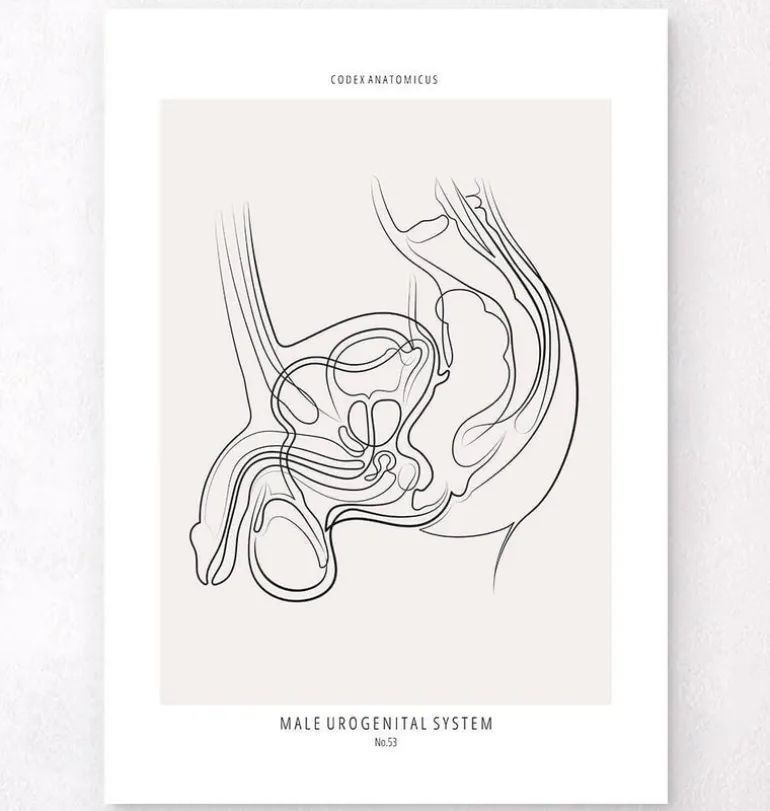 Système urinaire masculin - Line Art