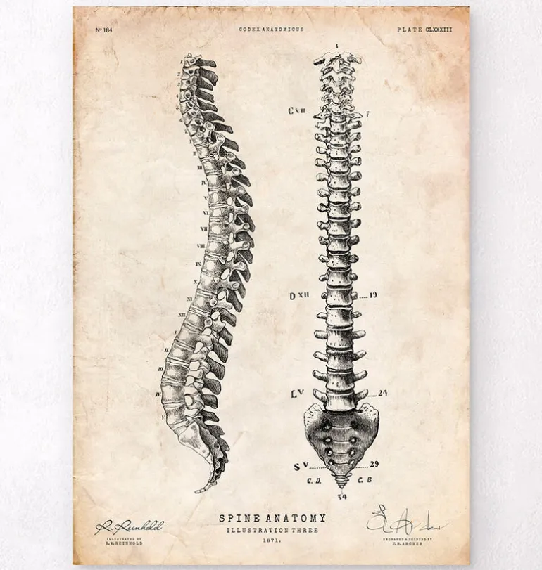 Tableau d'anatomie de la colonne vertébrale