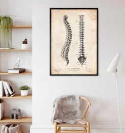 Tableau d'anatomie de la colonne vertébrale
