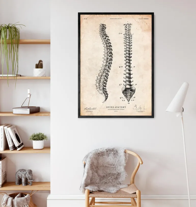 Tableau d'anatomie de la colonne vertébrale