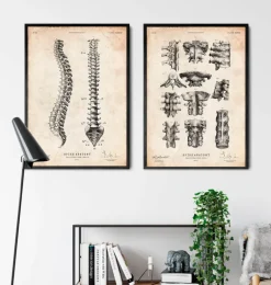 Tableau d'anatomie de la colonne vertébrale