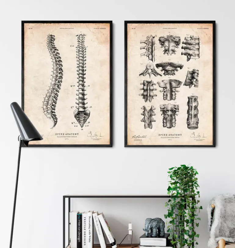 Tableau d'anatomie de la colonne vertébrale