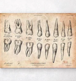 Tableau d'anatomie des dents