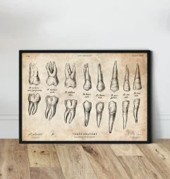 Tableau d'anatomie des dents