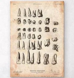 Tableau des dents vintage